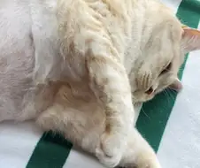 언더붑 고양이.jpg