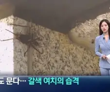 사람도 문다... 갈색 여치의 습격