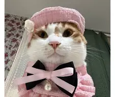 고양이 *심한 모욕*
