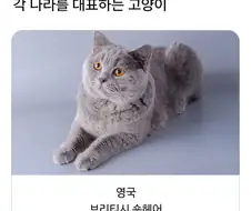 각 나라별 대표 고앵이들