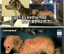 만약 도로롱이 과거 영국에서 존재했었다면?