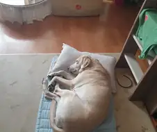 개.