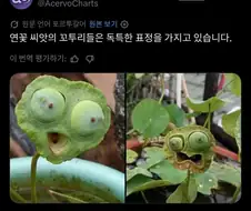 연꽃 씨앗의 꼬투리는 신기한 표정을 짓는다.jpg
