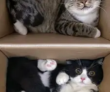 상자에 대만족 중인 고양이 2마리