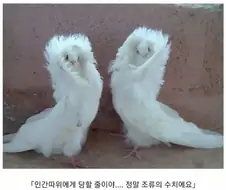 소년 만화 적 클리셰.jpg