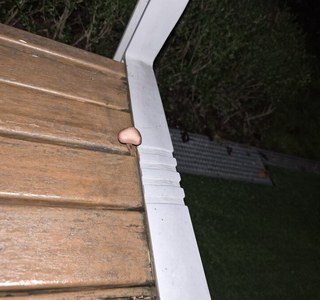 요며칠 비오더니