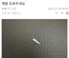 곤충 갤러리의 암묵적 룰