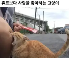 츄르보다 고기를 좋아하는 고양이