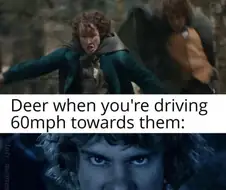 고라니가 빡치는 이유