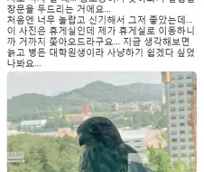 황조롱이는 약해진 사냥감을 노렸습니다