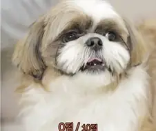 [멍멍] "10점 만점에 0점짜리 강아지."