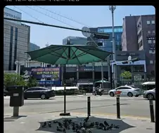 백인이 되고 싶어하는 비둘기들.twit