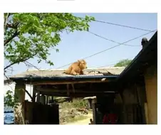 할아버지 뒷목 잡게 만든 동물 ㅋㅋㅋㅋㅋ