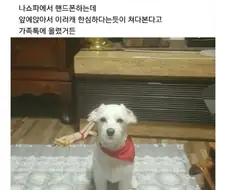 우리집 댕댕이 개 아니야 분명해