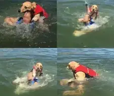 바다에 빠진 쮸인님을 본 골댕이