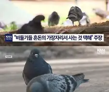 비둘기 새끼들 겁대가리 없는 이유가 있구나