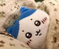 하치와레 너무 귀여운거 같아