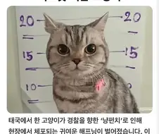 경찰 공무 집행 방해죄로 잡힌 고양이.jpg