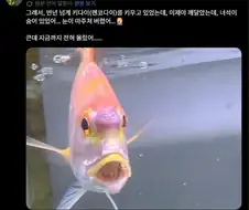 지금까지 물고기 한마리를 키우고 있었는데 알고보니 두마리였음 ㄷㄷ