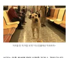 이스탄불의 지하철 타는 개