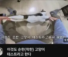 고양이 찢는 유튜브 동영상