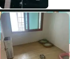 캣맘 레전드 렉돌 임시보호(?) 사건
