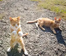 덤비라냥!!