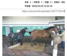 시정마는 절대 자신이 흥분시킨 암컷에게 박을 수 없다고 한다