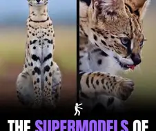 동물의 왕국에서 슈퍼모델...
