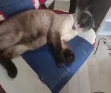 이거 웃는 것 아님...이거 비명 지르는 것도 아님...