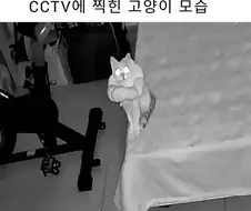 팔짱끼고 cctv 속 사람을 보는 고양이