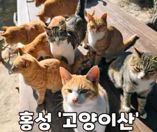 홍성에 있다는 고양이 산