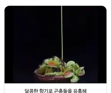 파리지옥 은근 어이없는 점