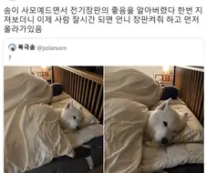 전기장판맛을 봐버린 사모예드 jpg.