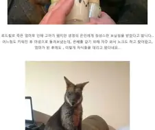 손주들 데리고 주기적으로 친청집 찾아온다는 호주인