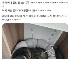 자다깨서 고양이 보고 비명지름.jpg
