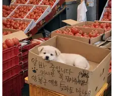 얼굴 믿고 아무것도 안하는 시장 알바