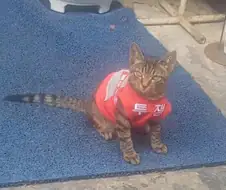 뭔가 건들면 ㅈ될꺼 같은 냥이