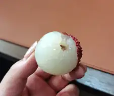 흰색 리치는 죽은 리치다.jpg