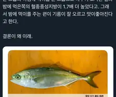 양식장에서 물고기에게 야식을 배급하는 이유.jpg