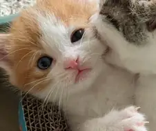 귀여운 아깽이짤 몇개...