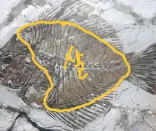 인간에게 먹힐것을 예고한 생선