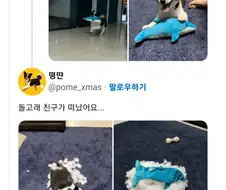 돌고래 친구가 생겼어요