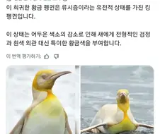 아주 낮은 확률로 나타난다는 골드킹 펭귄
