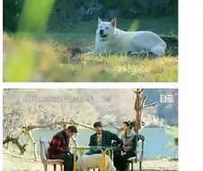 강형욱도 생전 처음 보는 타입의 진돗개