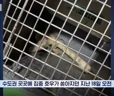 주인을 찾을수 없게된 소양천 악어