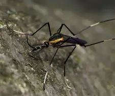 "이 녀석은 익충입니다. 모기고요"