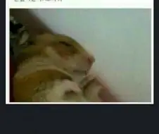 잘자가스 맞은 햄스터