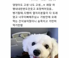 제주도 여행간 댕댕이.jpg