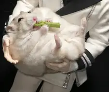 어떤 피규어의 사용법.jpg